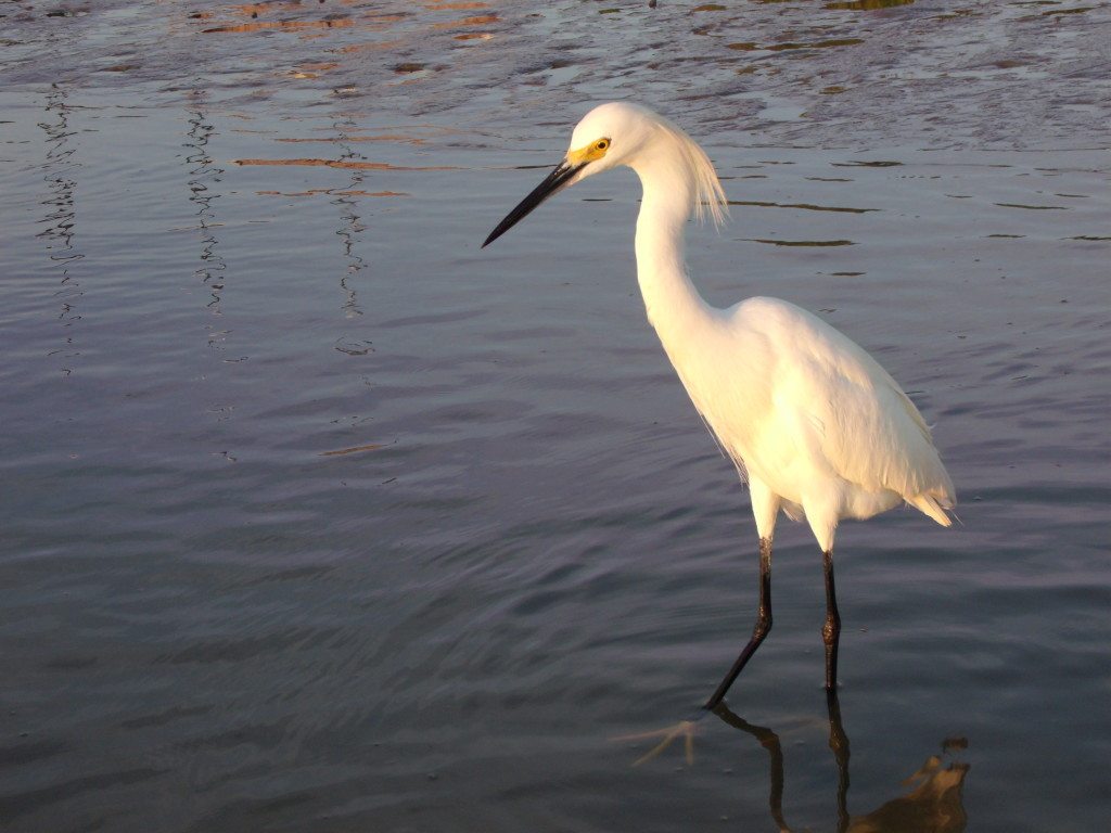 Great egret salt run