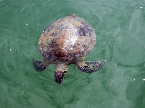 Sea Turtle salt run St. Augustine