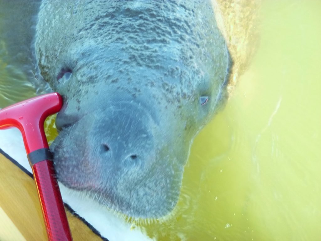 Manatee paddleboard encounter