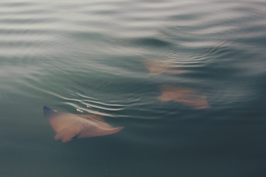 Sting Rays St Augustine