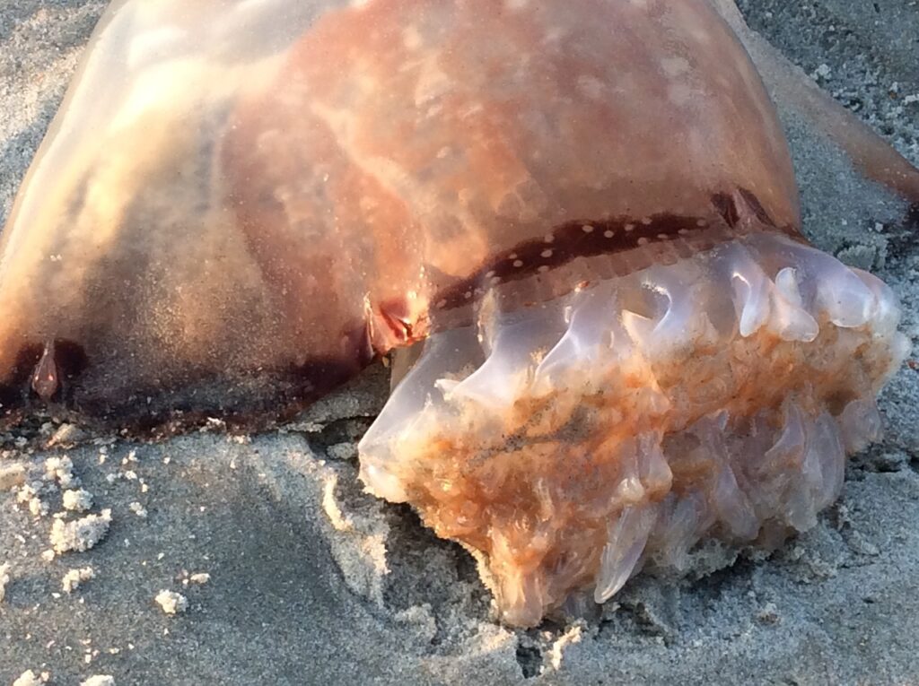 Cannonball Jellyfish