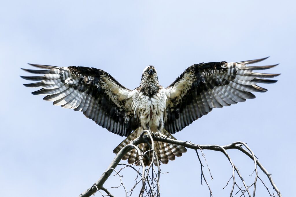 Osprey raptor