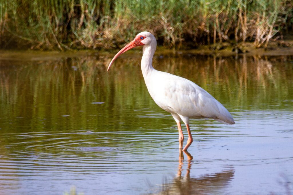 White ibis