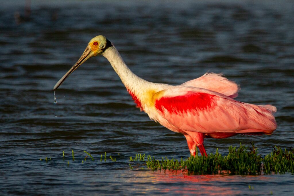 roseate spoonbill