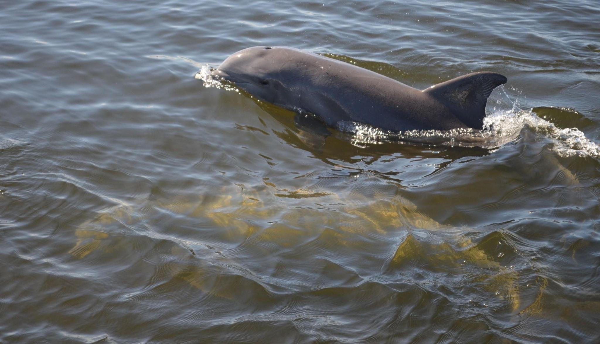 Photo of a Bottlenose Dolphin swimming above water