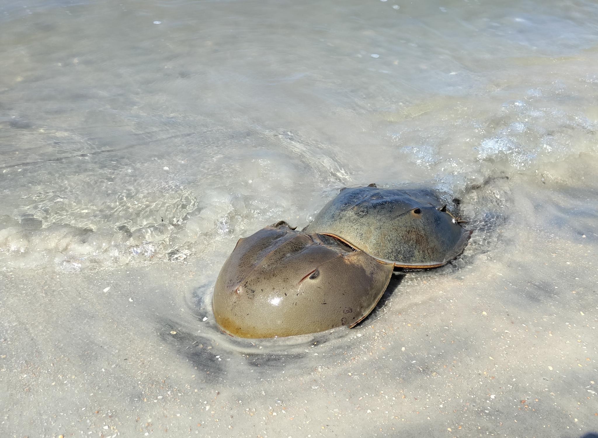 Horse shoe crab eco tour