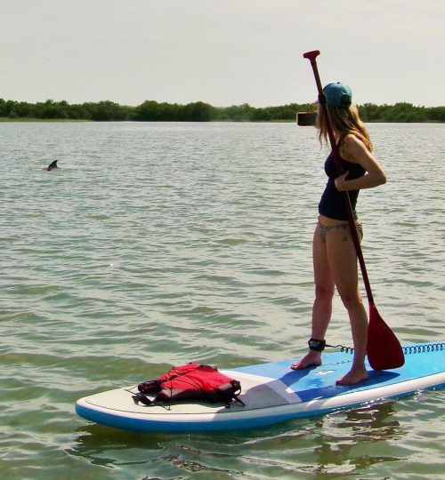 Paddleboard tour dolphin sighting