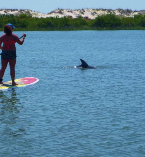 dolphin paddle board